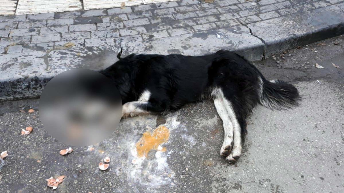 Ankara'da&nbsp;6 k&ouml;pek ve 14 g&uuml;vercinin zehirlenerek &ouml;ld&uuml;r&uuml;lmesiyle ilgili yeni gelişme! 