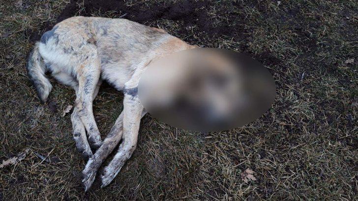 Ankara'da 6 köpek ve 14 güvercinin zehirlenerek öldürülmesiyle ilgili yeni gelişme!  G3