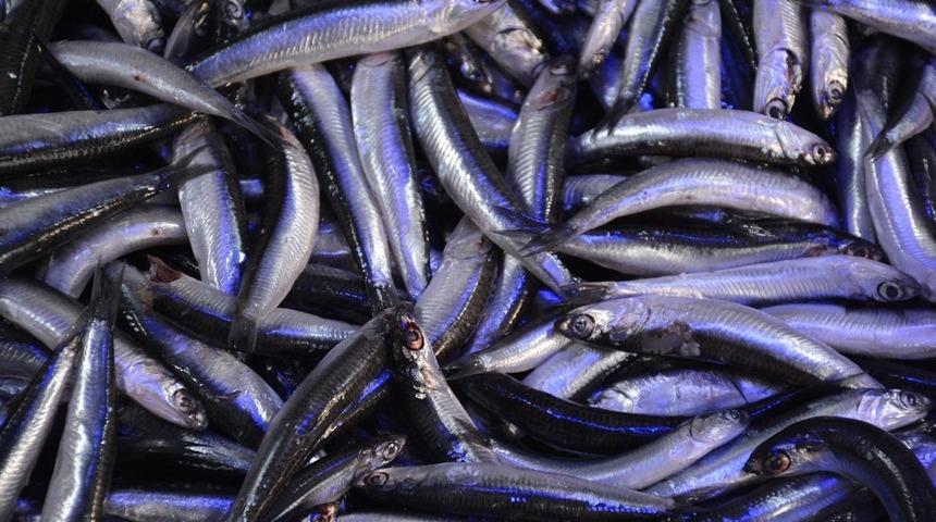 Karadeniz&rsquo;de balık&ccedil;ıların y&uuml;z&uuml;n&uuml; hamsi g&uuml;ld&uuml;rd&uuml;