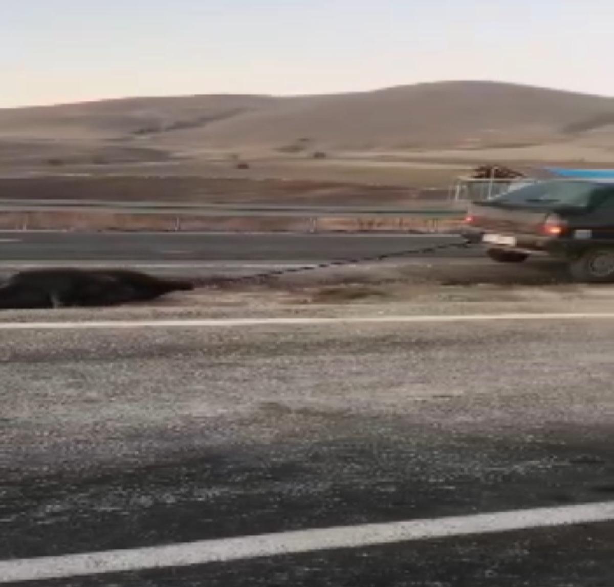 Aracın arkasına &ouml;l&uuml; domuzu bağlayıp s&uuml;r&uuml;klemişti! İşte aldığı ceza