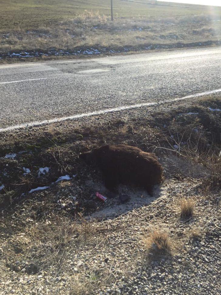 Aracın arkasına ölü domuzu bağlayıp sürüklemişti! İşte aldığı ceza G3