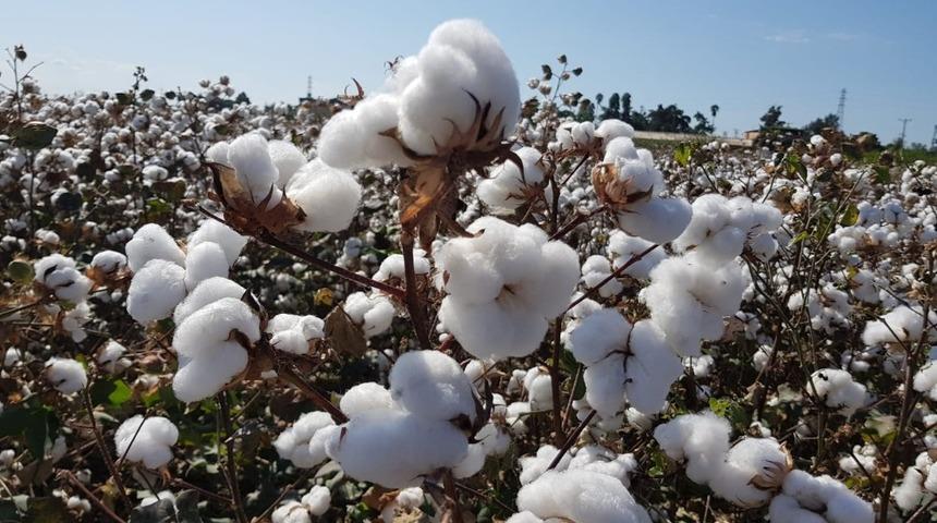 Çukurova Pamuğu tescillendi sırada 32 ürün var