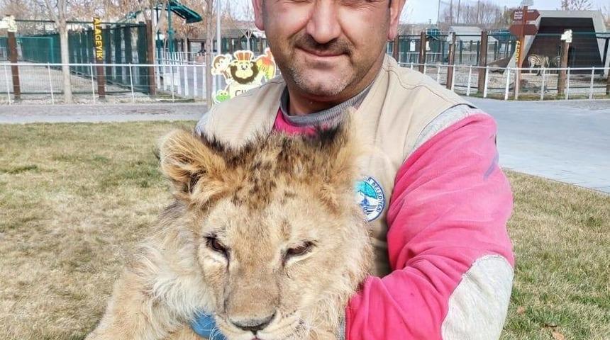 Anadolu Harikalar Diyarı Hayvanat Bahçesi'nde aslan bakıcısına saldırdı