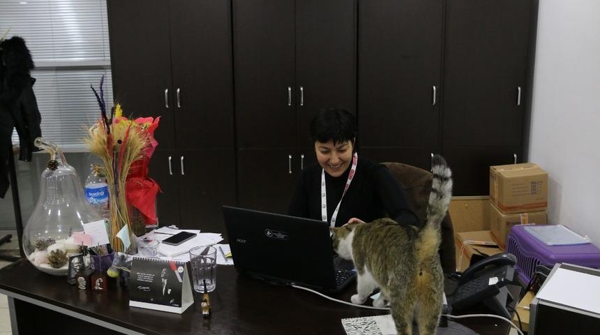 Soğuktan etkilenen kedilere Bolu Belediyesi kapılarını a&ccedil;tı