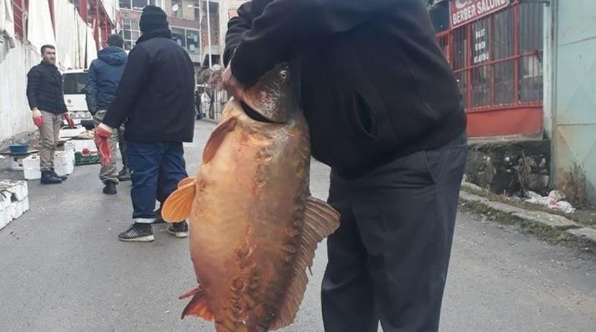 Savcılı barajından 25 kiloluk sazan balığı &ccedil;ıktı
