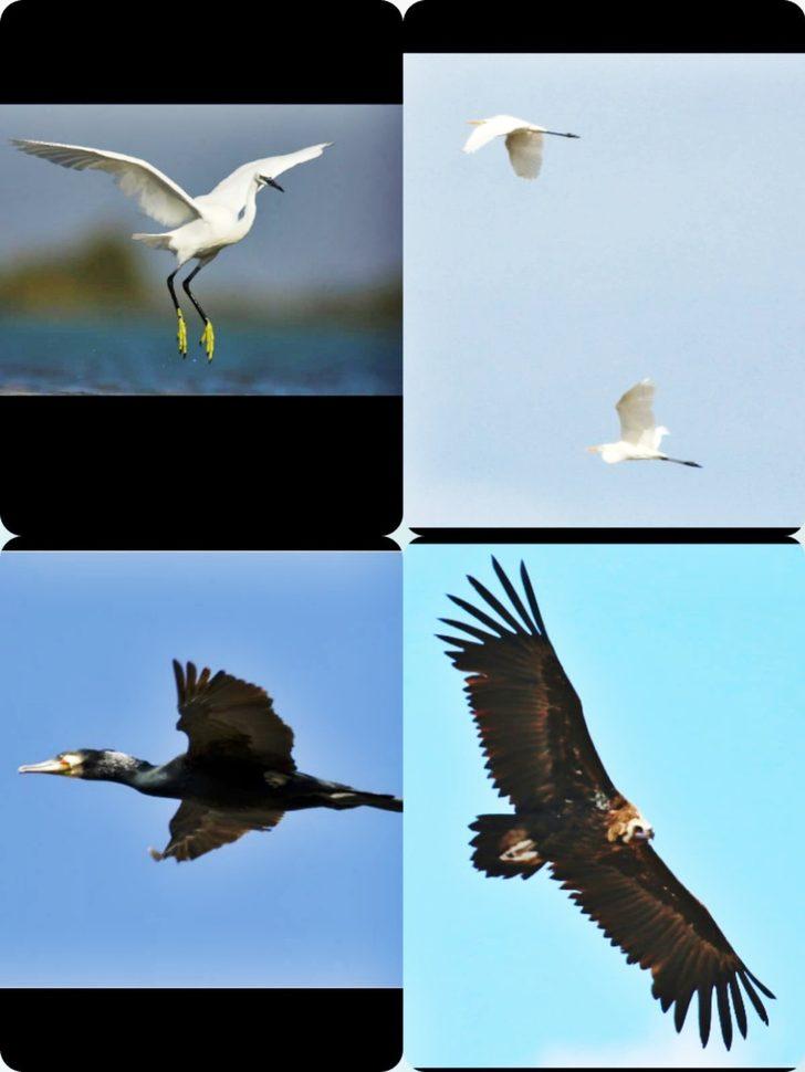 Türkiye’nin yeni kuş cennetinde heyecanlandıran keşif! G4