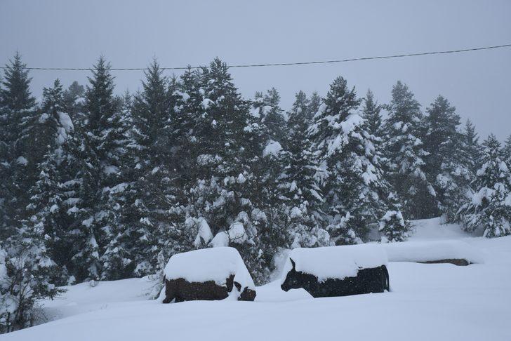 Kafkasör Yaylası doğal güzelliği ile büyülüyor G2