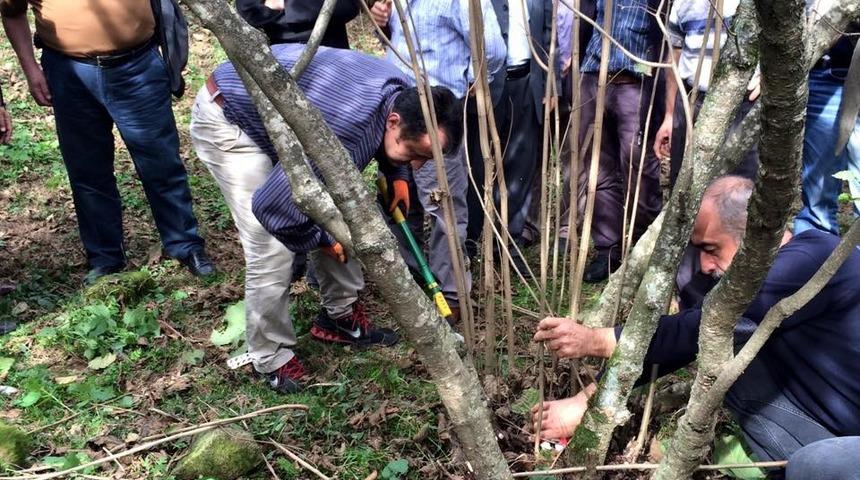 Şahin:  &ldquo;Fındıkta bol &uuml;r&uuml;n almanın yolu budamadan ge&ccedil;iyor&rdquo;