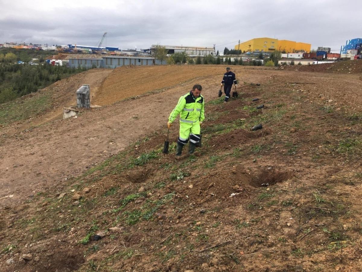 Tavşanlı dolgu alanına 8 bin 700 fidan
