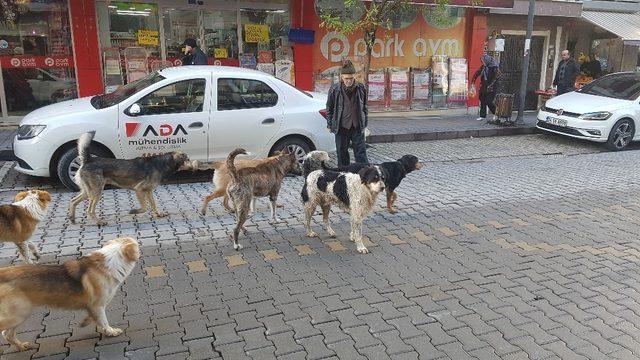 Devrek’te köpek çetesi kol geziyor