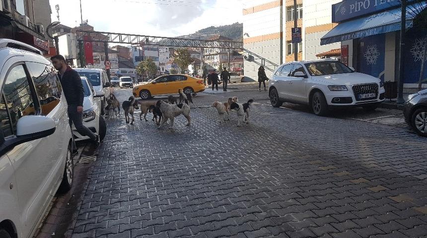 Devrek’te köpek çetesi kol geziyor
