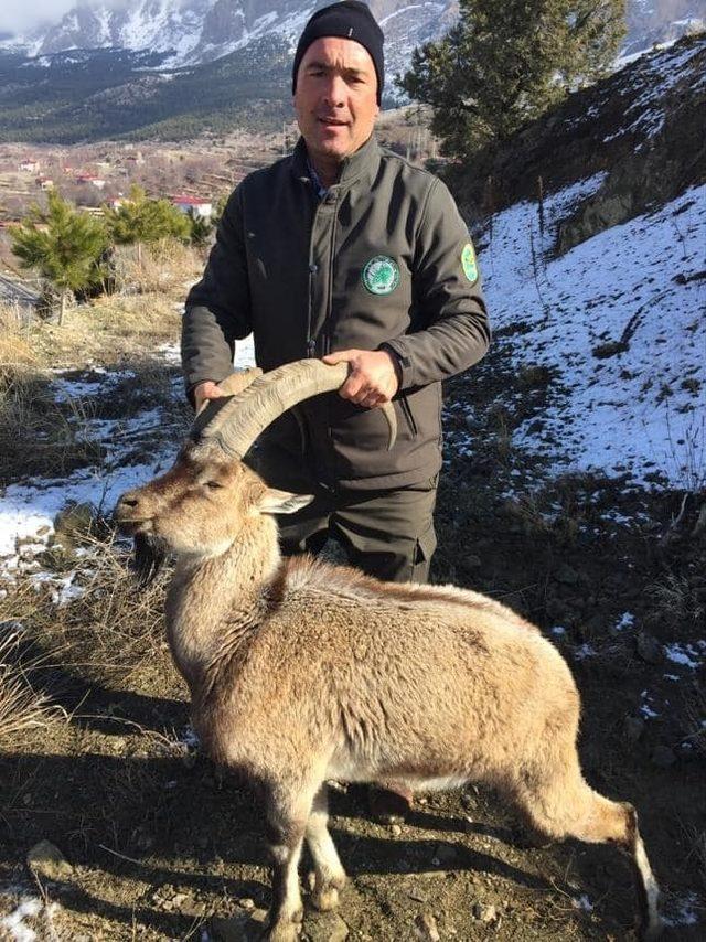 Hasta yaban keçisi ve kızıl şahin tedavi altına alındı