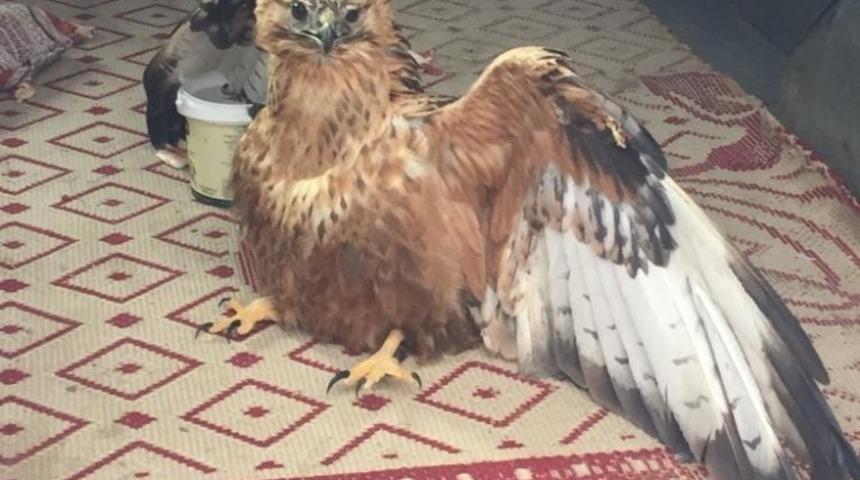 Hasta yaban keçisi ve kızıl şahin tedavi altına alındı