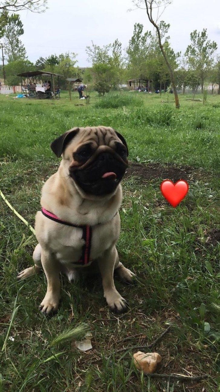 Ödünç verdiği köpeği başkasında çıktı G5