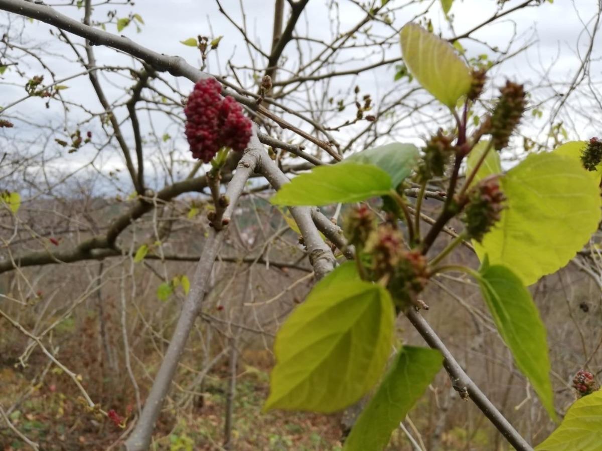 Karadut kış ortasında meyve verdi