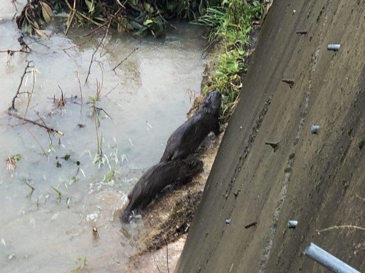 Giresun'da ilginç görüntü... Nesli tükenme tehlikesi altında bulunan su samuru bulundu G3