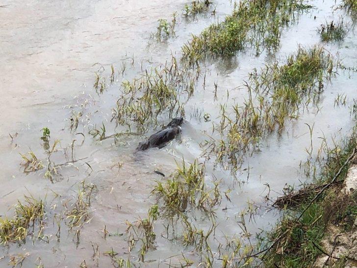 Giresun'da ilginç görüntü... Nesli tükenme tehlikesi altında bulunan su samuru bulundu G4