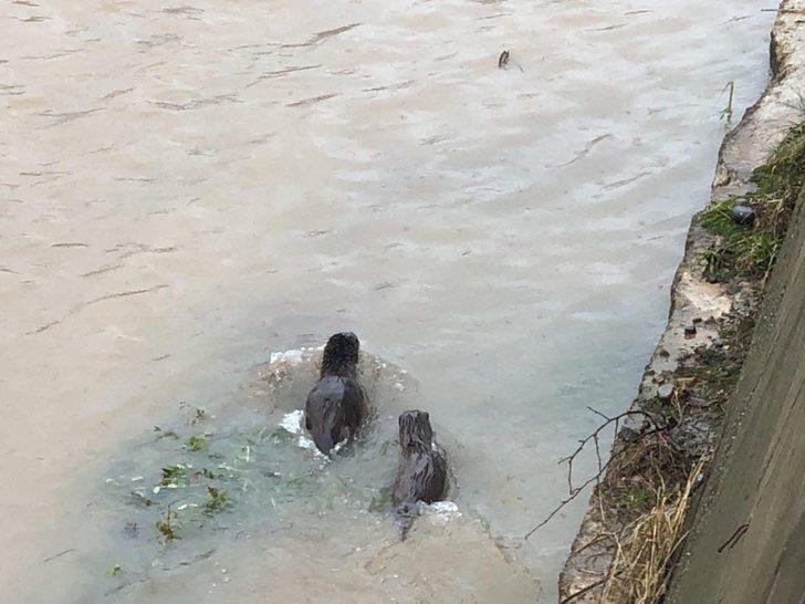 Giresun'da ilginç görüntü... Nesli tükenme tehlikesi altında bulunan su samuru bulundu G5