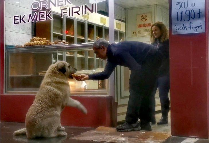 Sokak köpeği her gün aynı saatte fırına gelip ekmek alıyor G1