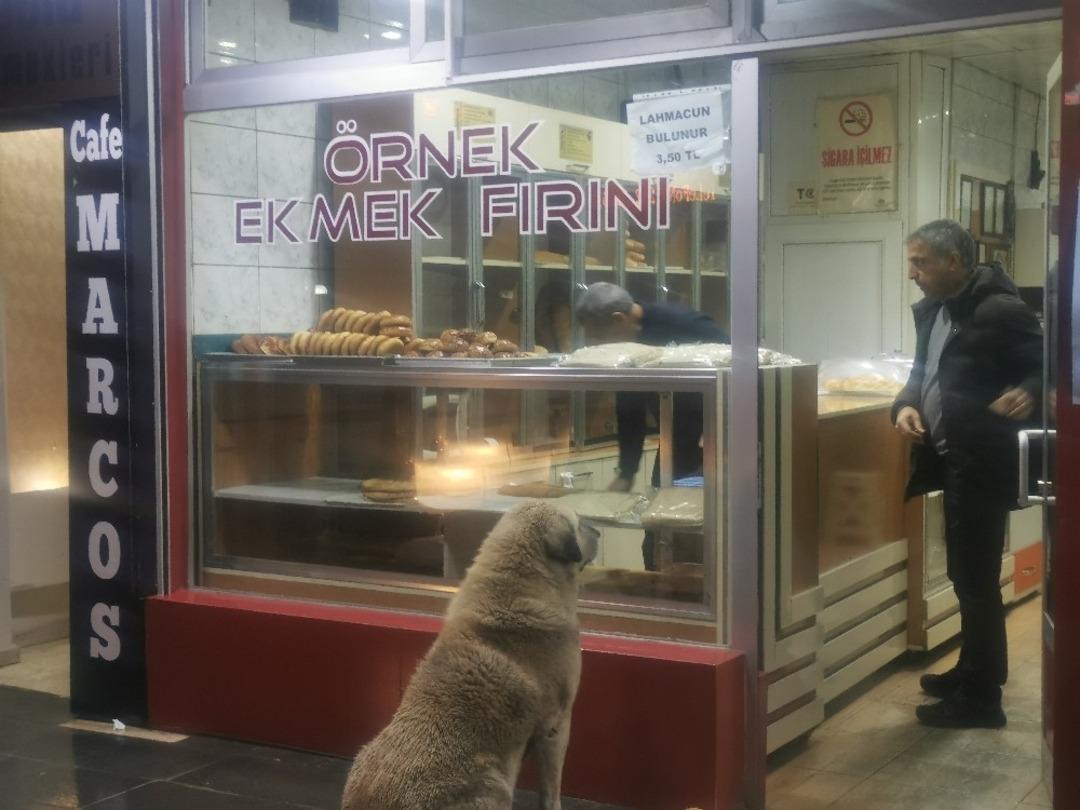 Sokak k&ouml;peği her g&uuml;n aynı saatte fırına gelip ekmek alıyor
