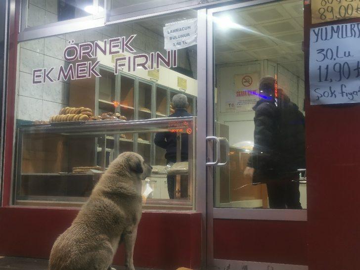 Sokak köpeği her gün aynı saatte fırına gelip ekmek alıyor G3