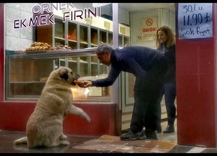 Sokak köpeği her gün aynı saatte fırına gelip ekmek alıyor G4