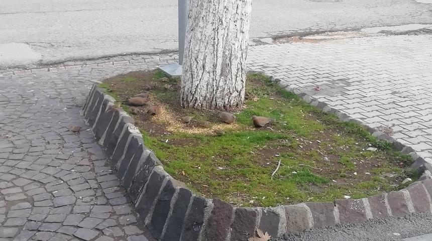 G&ouml;lbaşı esnafı kuşları yemliyor