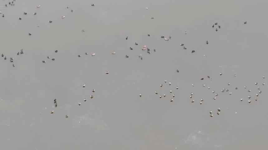 Ereğli Akg&ouml;l&rsquo;de kuş sayımı