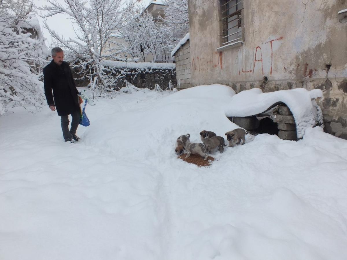 Sokak hayvanlarına mama dağıttı