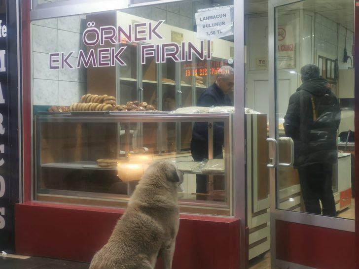 Tunceli'de yürek ısıtan görüntü! Acıkınca gittiği fırında karnını doyuruyor G2