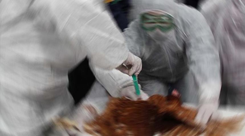 Çin'de kuş gribi salgını! 17 binden fazla kanatlı hayvan itlaf edildi