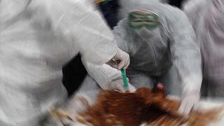 Çin'de kuş gribi salgını! 17 binden fazla kanatlı hayvan itlaf edildi