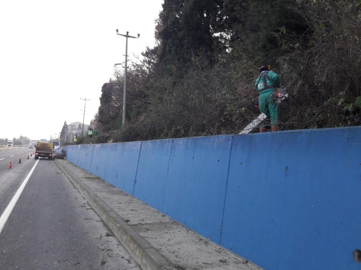 Dikenle kaplıydı, yeşil alana b&uuml;r&uuml;nd&uuml;