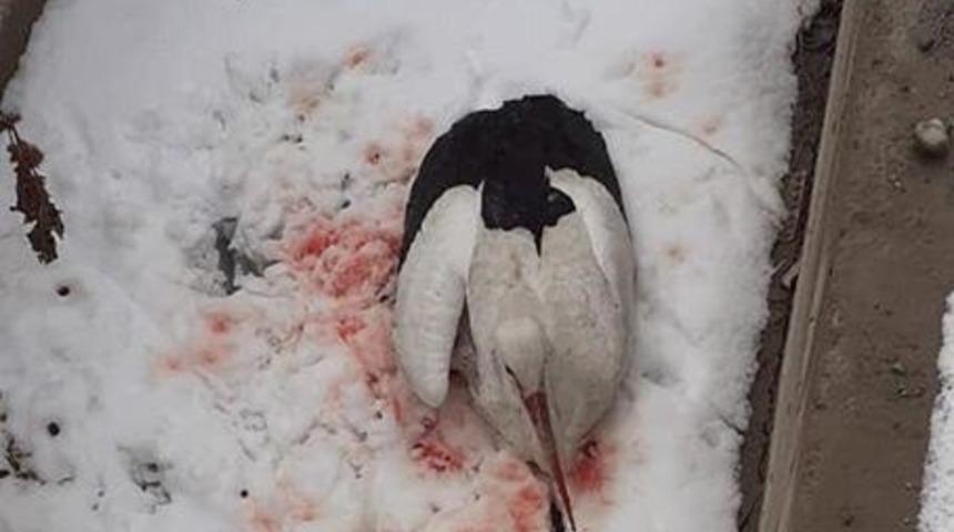 Iğdır&rsquo;da silahla vurulan leylek tedavi altına alındı