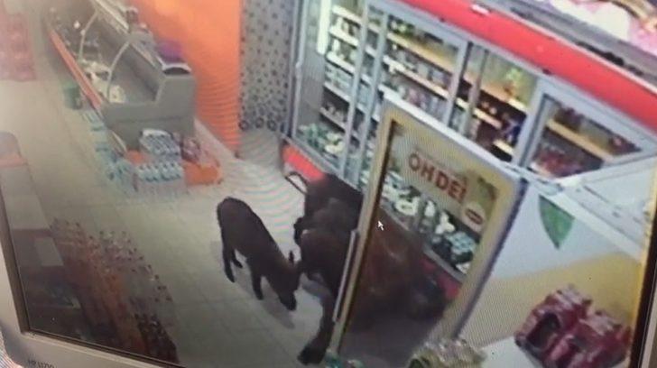 Bursa'da karnı acıkan domuzlar markete girdi G2