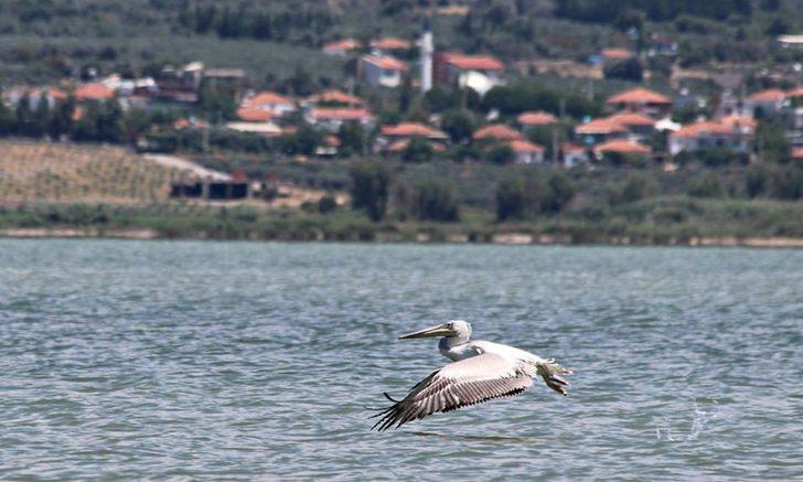 Büyük Menderes Deltası 256 kuş türüne ev sahipliği yapıyor G1