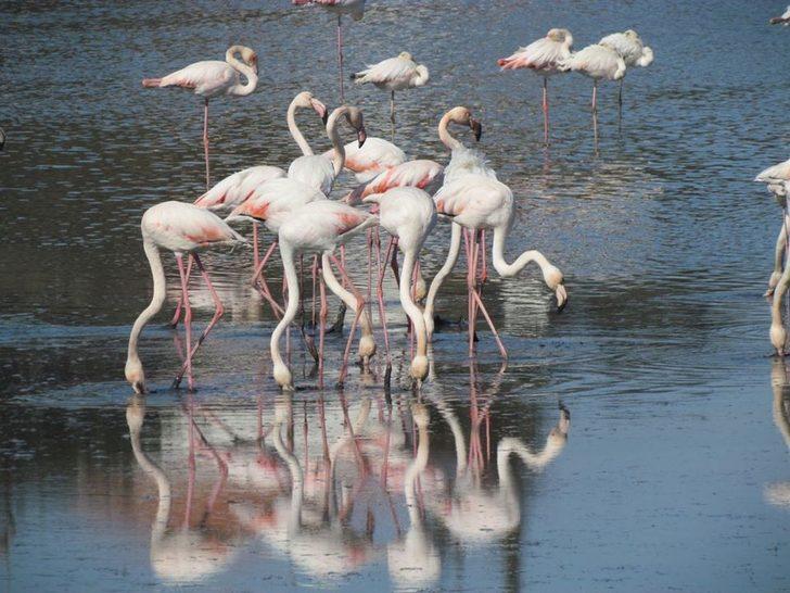 Büyük Menderes Deltası 256 kuş türüne ev sahipliği yapıyor G4