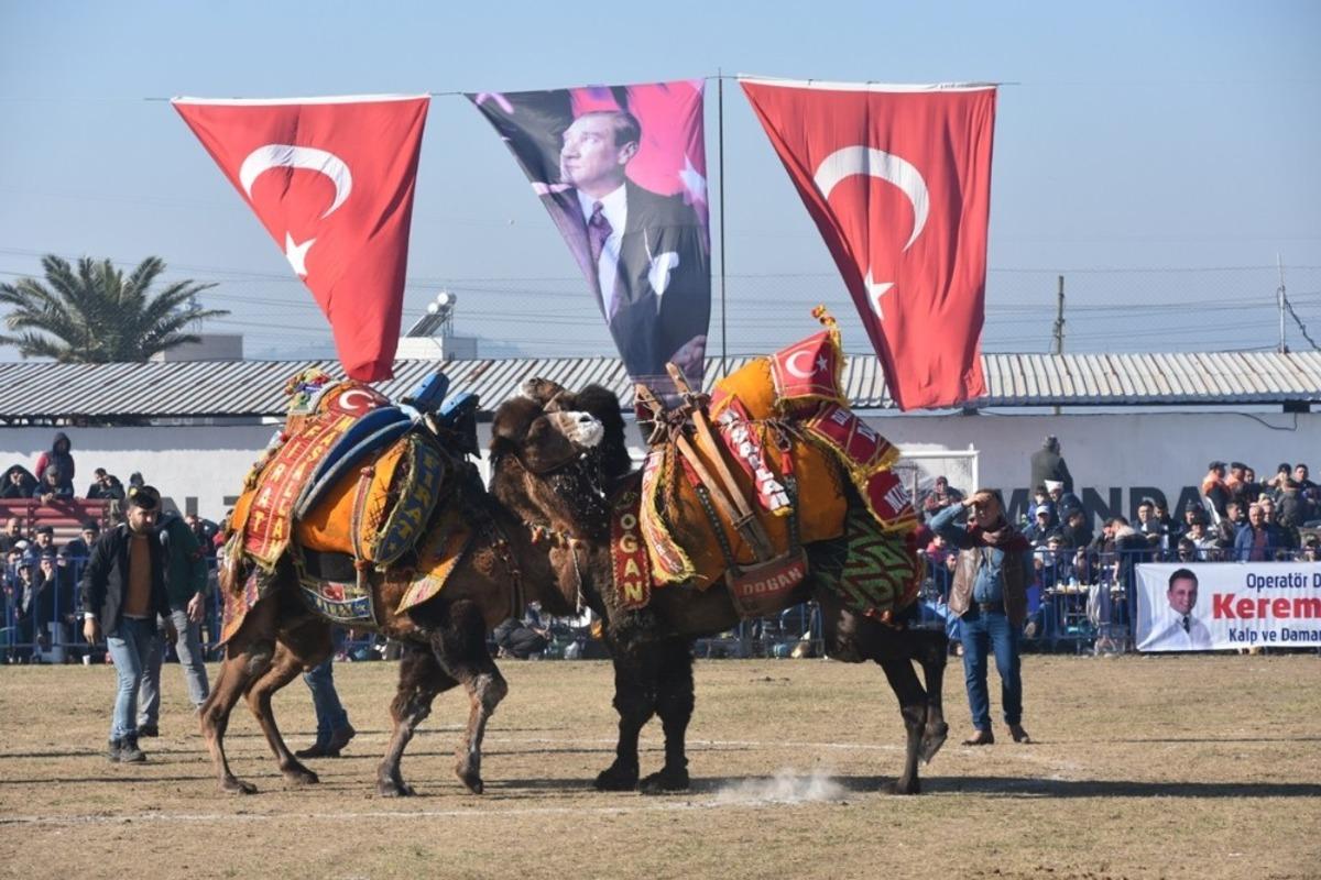 Helvacı Deve G&uuml;reşleri renkli g&ouml;r&uuml;nt&uuml;lere sahne oldu