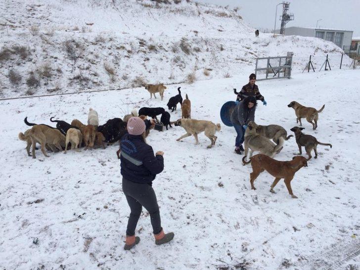 Çorum Belediye’si sokak hayvanlarına yem ve yiyecek bıraktı G1