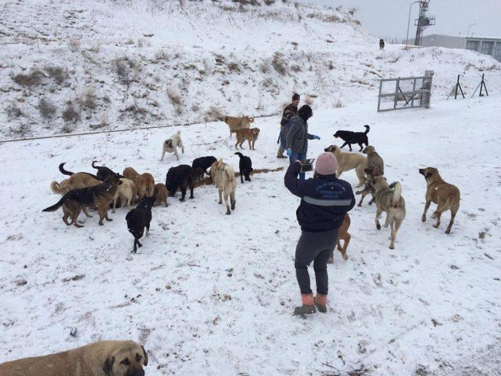 Çorum Belediye’si sokak hayvanlarına yem ve yiyecek bıraktı G2