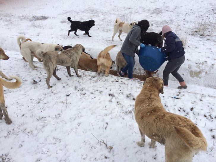 Çorum Belediye’si sokak hayvanlarına yem ve yiyecek bıraktı G3