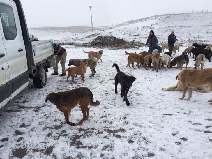 Çorum Belediye’si sokak hayvanlarına yem ve yiyecek bıraktı G4