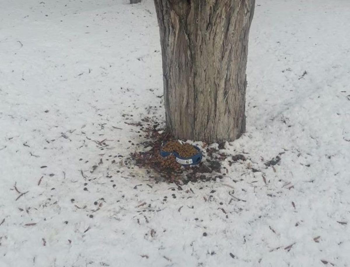 Aşırı soğuklarının yaşandığı Bayburt&rsquo;ta belediye ekipleri hayvanların yaşam umudu oldu