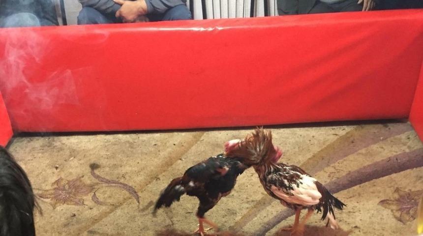 Keşan&rsquo;da kıraathaneye horoz d&ouml;v&uuml;ş&uuml; operasyonu