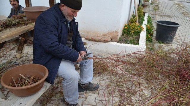 Artvin’de orman köylüsü için 27 bin gelir getirici fidan