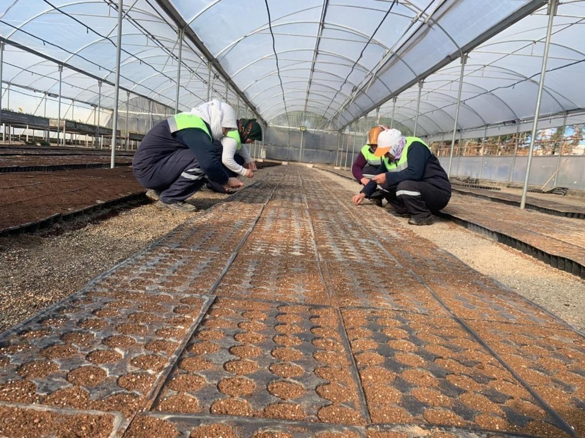 Kızıltepe Belediyesi fidanlığında 42 bin &ccedil;i&ccedil;ek tohumu ekildi