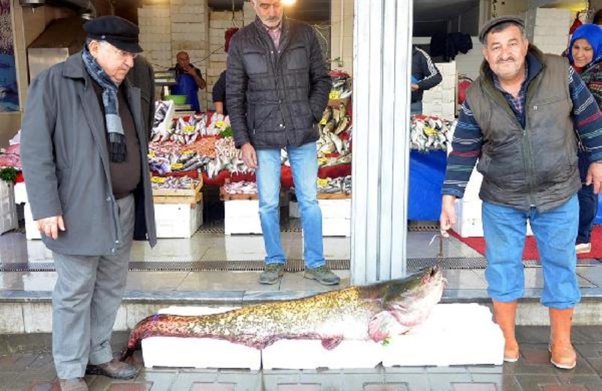 Manisa'da dev yayın balığı! 100 kilo ağırlığında ve 2 metre uzunluğunda