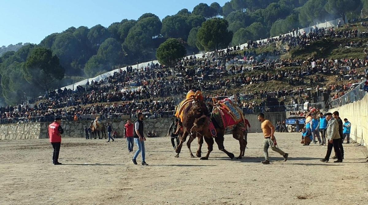 Yenipazar&rsquo;da 36. Deve G&uuml;reşi Festivali renkli g&ouml;r&uuml;nt&uuml;lere sahne oldu