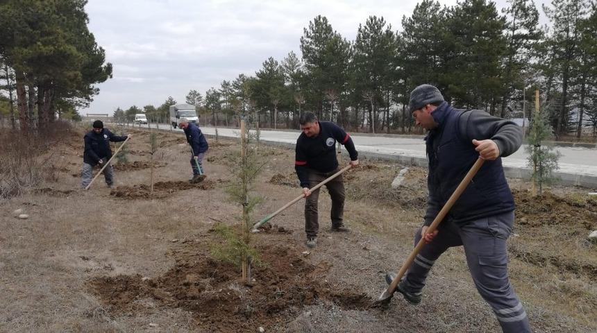 Belediyenin hedefi &lsquo;daha yeşil&rsquo; bir Suluova