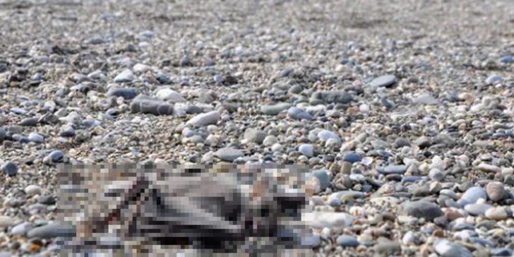 Antalya'da 'koronavirüs' paniği! Sahilde 2 yarasa ölü bulundu